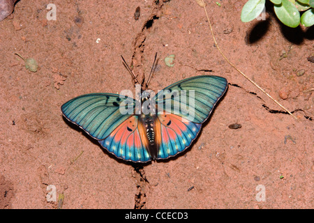 Schmetterling (Euphaedra Edwardsi: Nymphalidae) auf feuchten Boden im Regenwald, Ghana puddling. Stockfoto