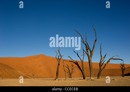 Blasse Erde, roten Dünen und blauer Himmel machen eine dramatische Kulisse für den Toten Kamel-Thorn Bäumen des Dead Vlei, Namibia. Stockfoto