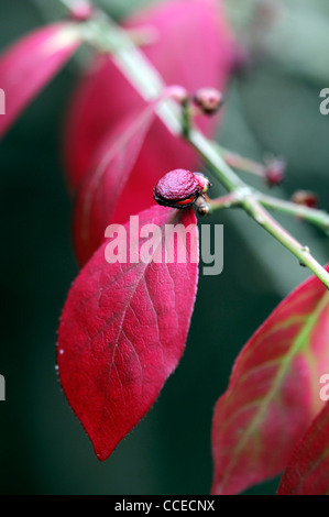 Euonymus Elatus Compacta herbstlichen Closeup selektiven Fokus Rosa grüne sommergrüne Sträucher Herbstlaub Blätter dunkelrot lila Stockfoto