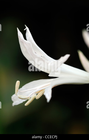 Nerine Ella K Guernsey Lilie Bowden-Cornish Lilie Nikita Nerinen weiße Blume Blüte Blüte Nahaufnahme selektiven Fokus Oktober Pflanze Stockfoto