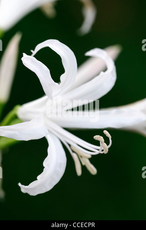 Nerine Ella K Guernsey Lilie Bowden-Cornish Lilie Nikita Nerinen weiße Blume Blüte Blüte Nahaufnahme selektiven Fokus Oktober Pflanze Stockfoto