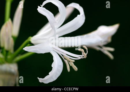 Nerine Ella K Guernsey Lilie Bowden-Cornish Lilie Nikita Nerinen weiße Blume Blüte Blüte Nahaufnahme selektiven Fokus Oktober Pflanze Stockfoto