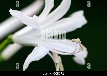 Nerine Ella K Guernsey Lilie Bowden-Cornish Lilie Nikita Nerinen weiße Blume Blüte Blüte Nahaufnahme selektiven Fokus Oktober Pflanze Stockfoto