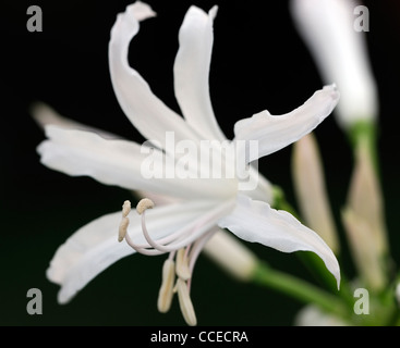 Nerine Ella K Guernsey Lilie Bowden-Cornish Lilie Nikita Nerinen weiße Blume Blüte Blüte Nahaufnahme selektiven Fokus Oktober Pflanze Stockfoto