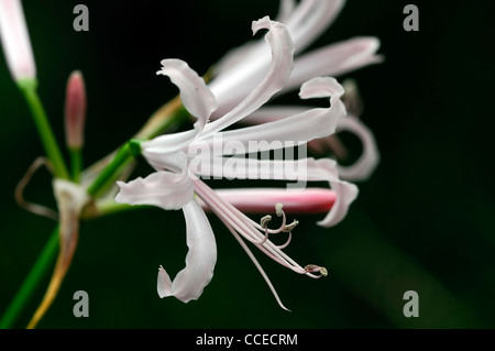 Nerine Nikita Guernsey Lilie Bowden-Cornish Lilie Nikita Nerinen Herbst herbstliche selektiven Fokus rosa blass Pastell Blumen Blüten Stockfoto