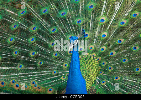 Pfau Stockfoto