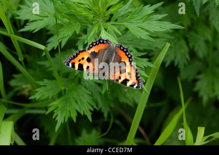 Ein bunter Schmetterling genannt ein kleiner Fuchs (Aglais Urticae) im Frühjahr Stockfoto