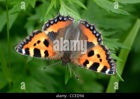 Ein bunter Schmetterling genannt ein kleiner Fuchs (Aglais Urticae) im Frühjahr Stockfoto