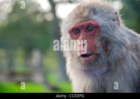 Hamadryas Pavian (Papio Hamadryas) Stockfoto