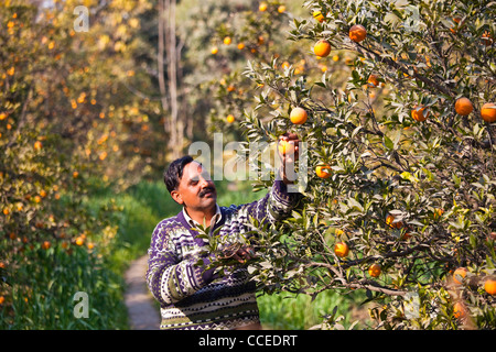 Kommissionierung von Orangen in der Provinz Punjab, Pakistan Stockfoto