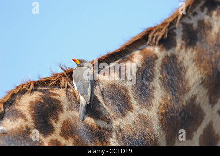 Rot-billed Oxpecker (Buphagus Erythrorhynchus) sitzt auf der Rückseite einer Masai-Giraffe in Masai Mara, Kenia Stockfoto