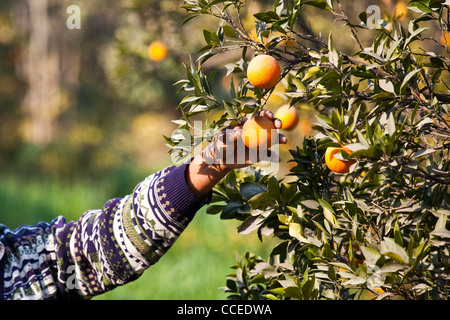 Kommissionierung von Orangen in der Provinz Punjab, Pakistan Stockfoto