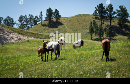 Pine Ridge Prärie Native American Reservation Stamm Lakota Oglala Sioux South Dakota USA USA ländliche Landschaft Land niemand horizontal hochauflösende Stockfoto