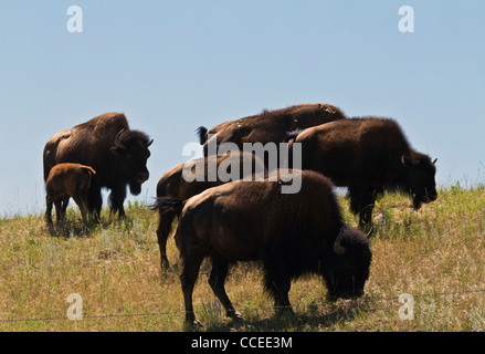 Pine Ridge Indianer Lakota Oglala Sioux Indianer South Dakota in den USA US Prärie Amerika ländliche Landschaft landschaftlich reizvolle Fotos in hoher Auflösung Stockfoto