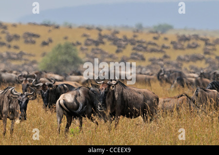 Gnus (oder Gnus, Gnus oder Wildebai, Gnu) Herden in Masai Mara, Kenia, Afrika Stockfoto