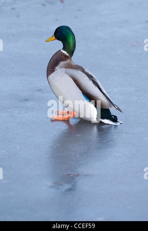 Stockente sitzen auf vereisten See Stockfoto