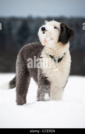 Old English Sheepdog Welpen in schneebedeckten Feld Alter 5 Monate Stockfoto