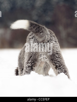 Old English Sheepdog Welpen, 5 Monate Stockfoto