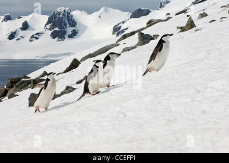 Kinnriemen Pinguine (Pygoscelis Antarctica) Wandern, Half Moon Island, South Shetland Island, antarktische Halbinsel Stockfoto