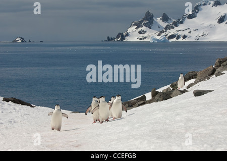 Kinnriemen Pinguine (Pygoscelis Antarctica) Wandern, Half Moon Island, South Shetland Island, antarktische Halbinsel Stockfoto