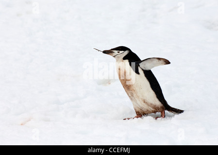 Kinnriemen-Pinguin mit einem Holz-Stick (Pygoscelis Antarctica), Half Moon Island, South Shetland Island, antarktische Halbinsel Stockfoto