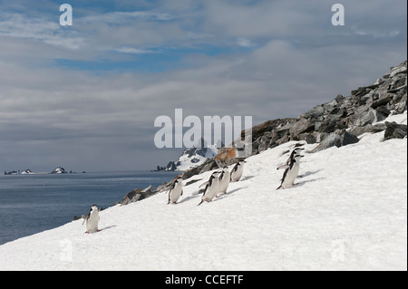 Kinnriemen Pinguine (Pygoscelis Antarctica) Half Moon Island, South Shetland Island, antarktische Halbinsel Stockfoto