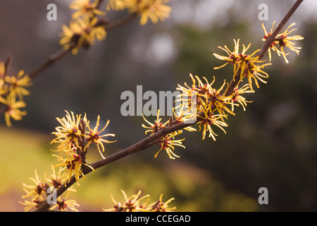 Blühende Zweige des gelben Hamamelis- oder Hamamelis Mollis im späten Winter - Frühjahr Stockfoto