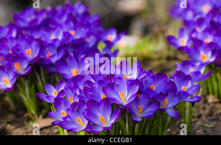 Lila Frühling Krokus oder Crocus Vernus geöffnet bis die Sonne im März Stockfoto