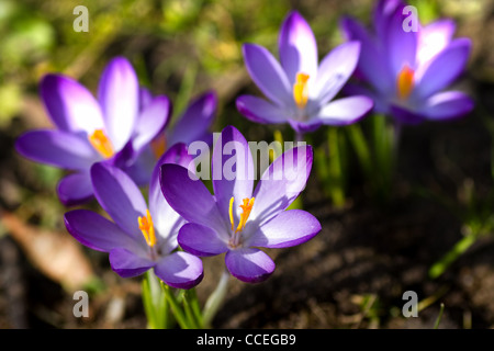 Gruppe von schönen blühenden lila und weiß Frühling Krokus oder Crocus Vernus im März Stockfoto
