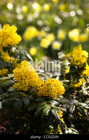 Bush der gelb blühenden Mahonie oder Mahonia Aquifolium im Frühjahr mit Bokeh im Hintergrund Stockfoto