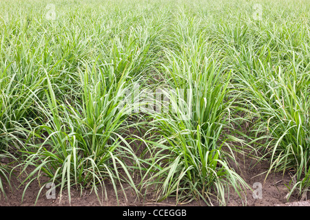 Zuckerrohr, junge nachwachsen, Feld. Stockfoto