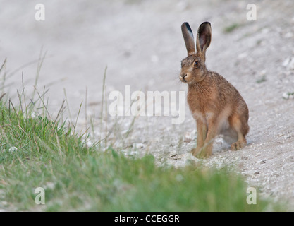 Feldhase (Feldhase, Lepus Europaeus) Stockfoto