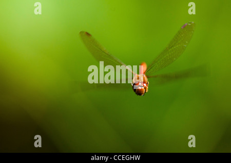 Gemeinsame Darter (Sympetrum striolatum) Stockfoto