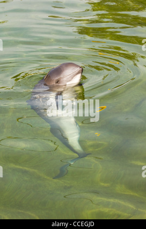 Neugierig Schweinswal oder Phocoena Phocoena in Sommersonnenschein und klarem Wasser Stockfoto