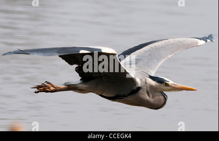 Graue Reiher (Ardea Cinerea) über Wasser zu fliegen. Stockfoto