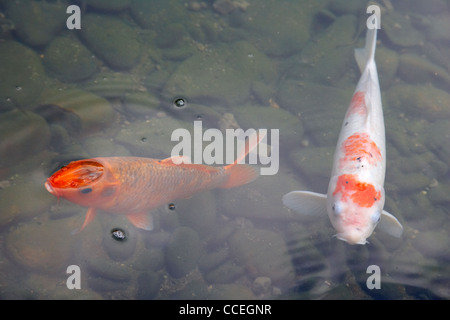 zwei Koi-Karpfen in künstlichen Teich im Hong Kong Park zentrale Hksar China Asien Stockfoto