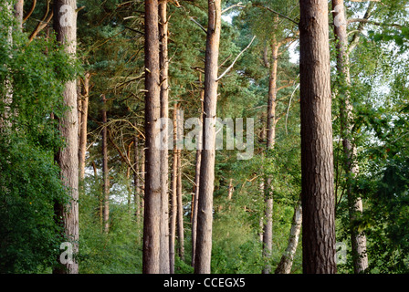 Delamere Wald, Cheshire Stockfoto