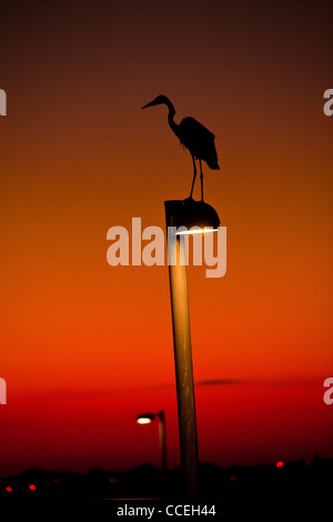 Ein Silberreiher thront auf einer Straßenlaterne Silhouette bei Sonnenuntergang in Sarasota, Florida Stockfoto