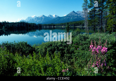 Die kanadischen Rockies spiegeln sich in Hector Lake, die von Wald und rosa Weidenröschen Pflanzen in Banff Nationalpark, Alberta, Kanada begrenzt wird. Stockfoto