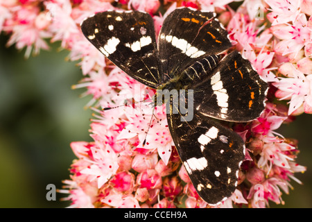 Dunkel gefärbte Sommer Generation Karte Schmetterling oder Araschnia Levana auf Sedum Blüten im Herbst Stockfoto