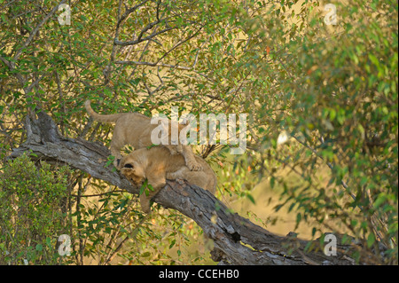 Spielerische Löwenbabys auf einem Baum in der Masai Mara, Kenia, Afrika Stockfoto