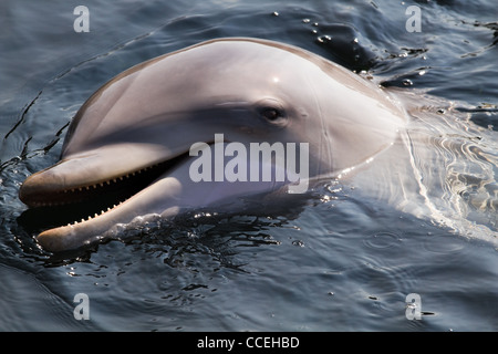 Der Große Tümmler oder Tursiops Truncatus, Schwimmen, Tauchen und spielen Stockfoto