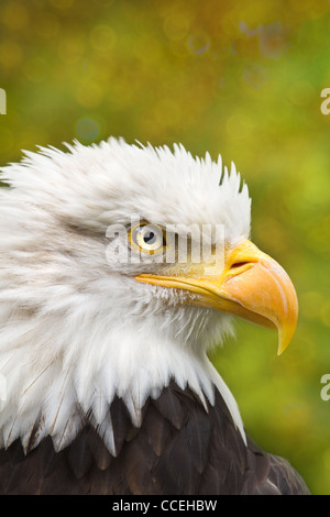 Weißkopf-Seeadler oder Haliaeetus Leucocephalus in Seitenwinkel anzeigen Stockfoto