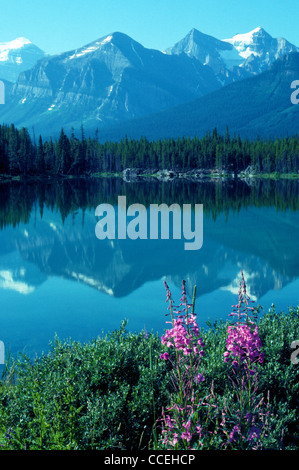 Die kanadischen Rockies spiegeln sich in Hector Lake, die von Wald und rosa Weidenröschen Pflanzen in Banff Nationalpark, Alberta, Kanada begrenzt wird. Stockfoto