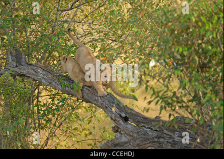 Spielerische Löwenbabys auf einem Baum in der Masai Mara, Kenia, Afrika Stockfoto