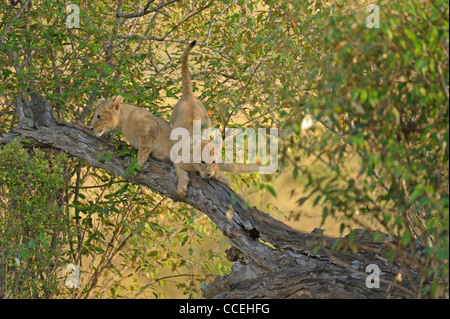 Spielerische Löwenbabys auf einem Baum in der Masai Mara, Kenia, Afrika Stockfoto
