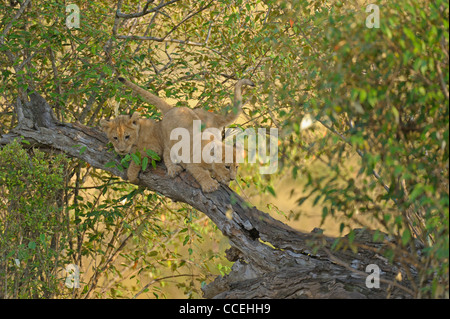 Spielerische Löwenbabys auf einem Baum in der Masai Mara, Kenia, Afrika Stockfoto