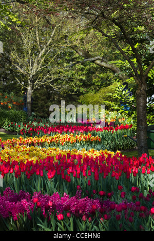 Bunte Tulpen, Hyazinthen und imperiale Krone im Park im Frühjahr Stockfoto