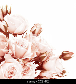 Frische rosa Rosen Grenze, schöne isoliert auf weißen Blüten, Ecke Zusammensetzung, Weihnachtsgeschenk rose, Liebe Konzept Stockfoto