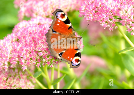 Ein Pfau Schmetterling auf einer Blüte Sedum (Sedum Spectabile). Stockfoto